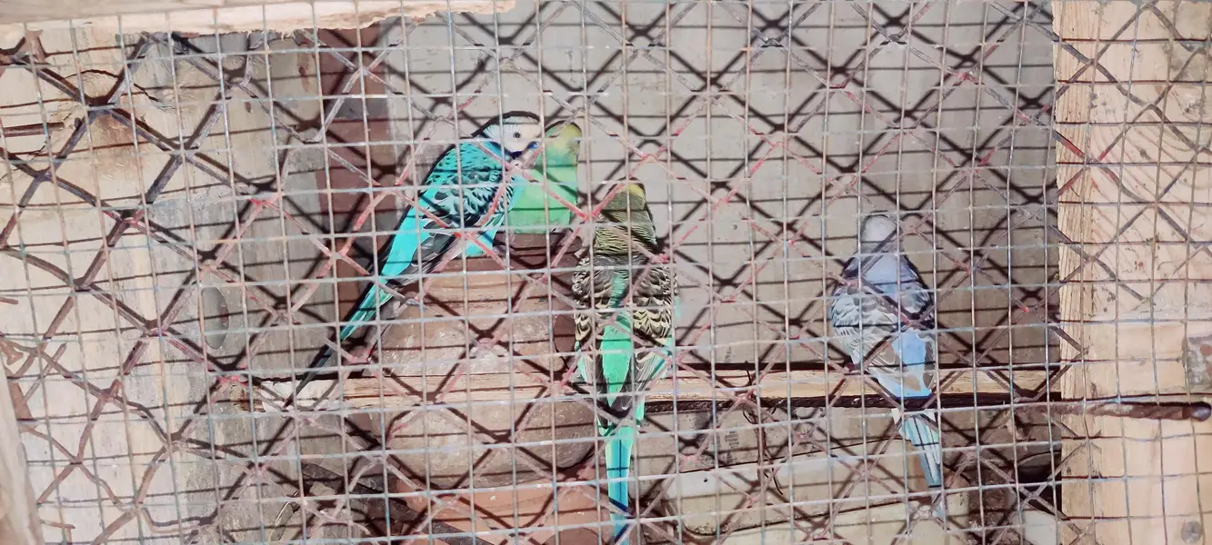 Budgies and Red Eyes Parrots — photo 5