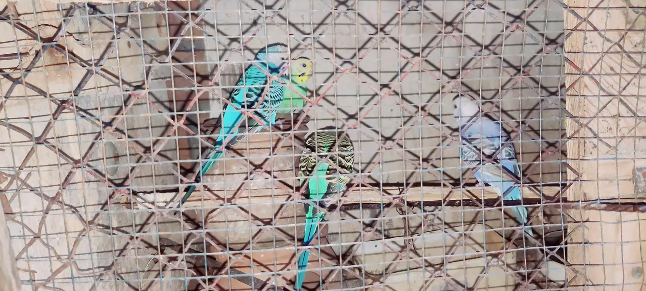 Budgies and Red Eyes Parrots — photo 6