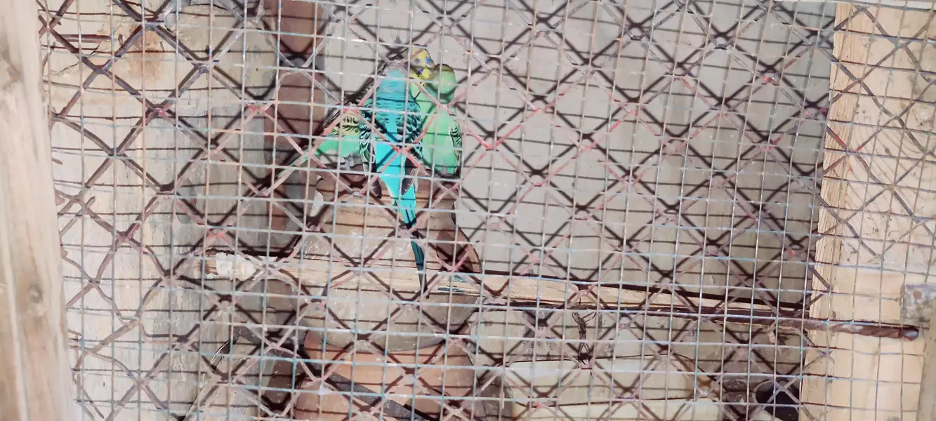 Budgies and Red Eyes Parrots — photo 7