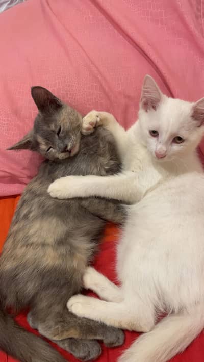 Vaccinated Persian Kittens only 5000 pair