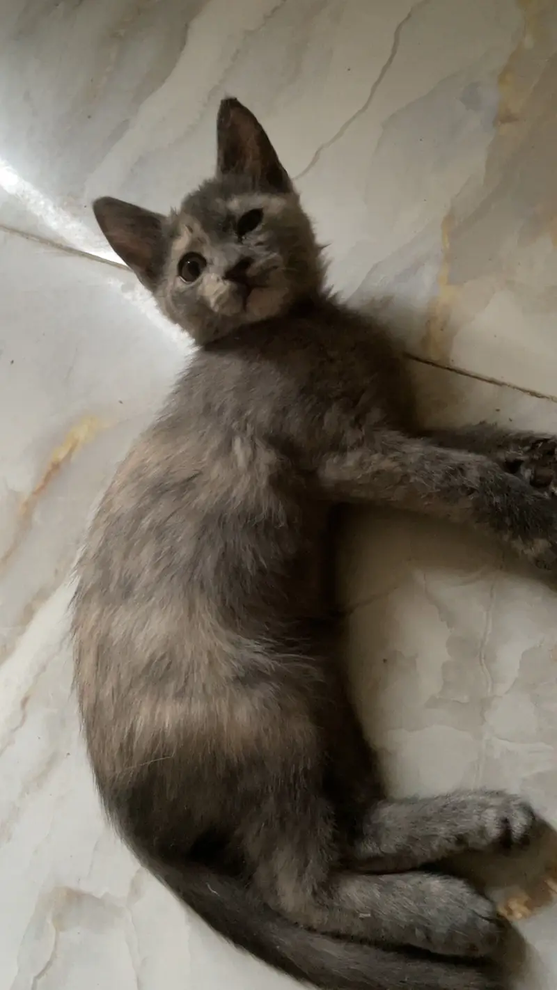 Vaccinated Persian Kittens only 5000 pair — photo 2