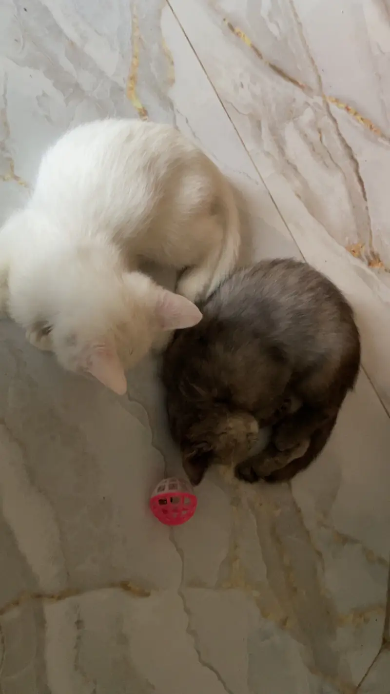 Vaccinated Persian Kittens only 5000 pair — photo 3