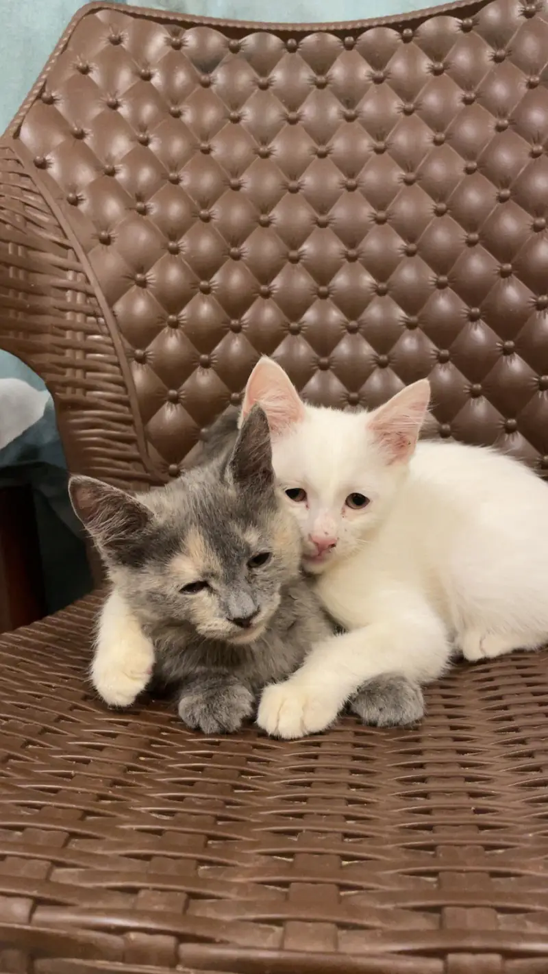 Vaccinated Persian Kittens only 5000 pair — photo 4