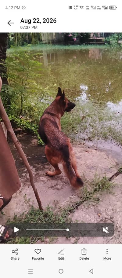 German shepherd female 03345580817