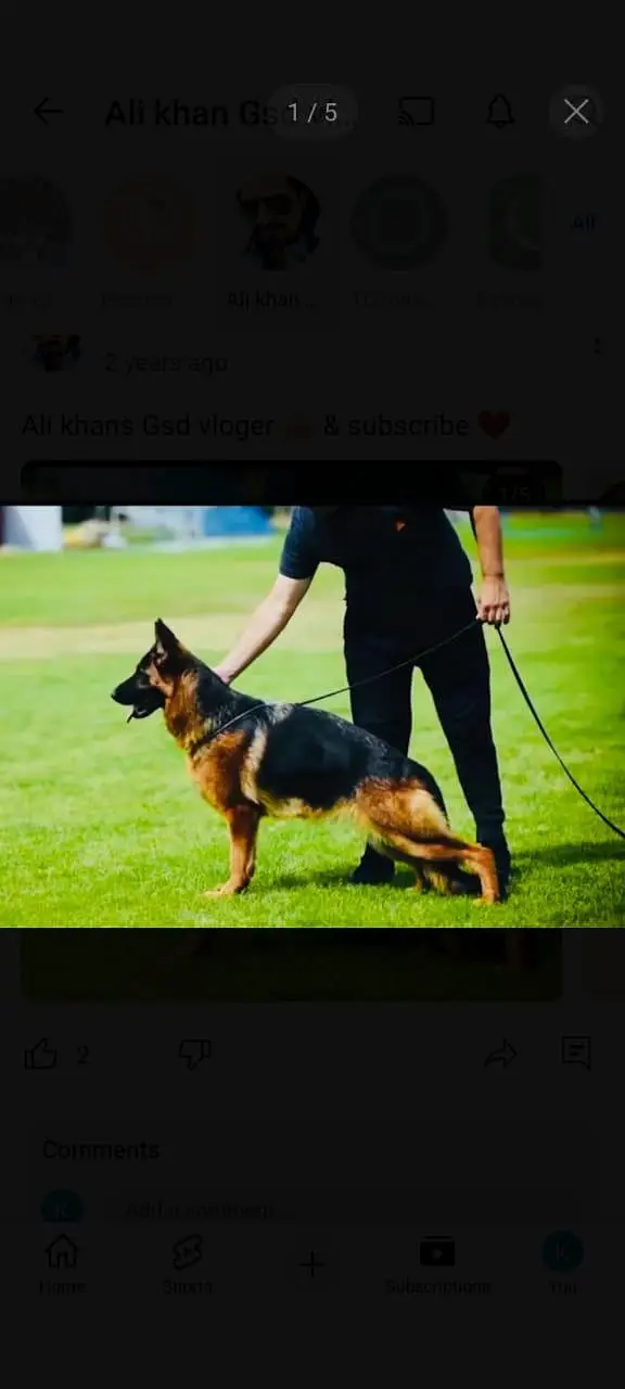 German shepherd female 03345580817 — photo 2