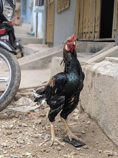 aseel sava java for sale