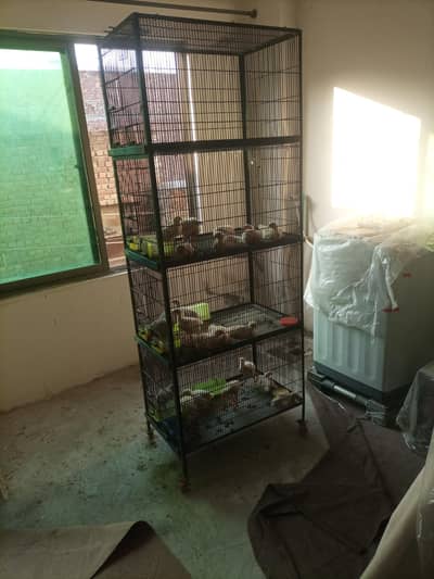 21 chicks with cage foe sale