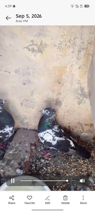 3 breeder pair for sale healthy and active