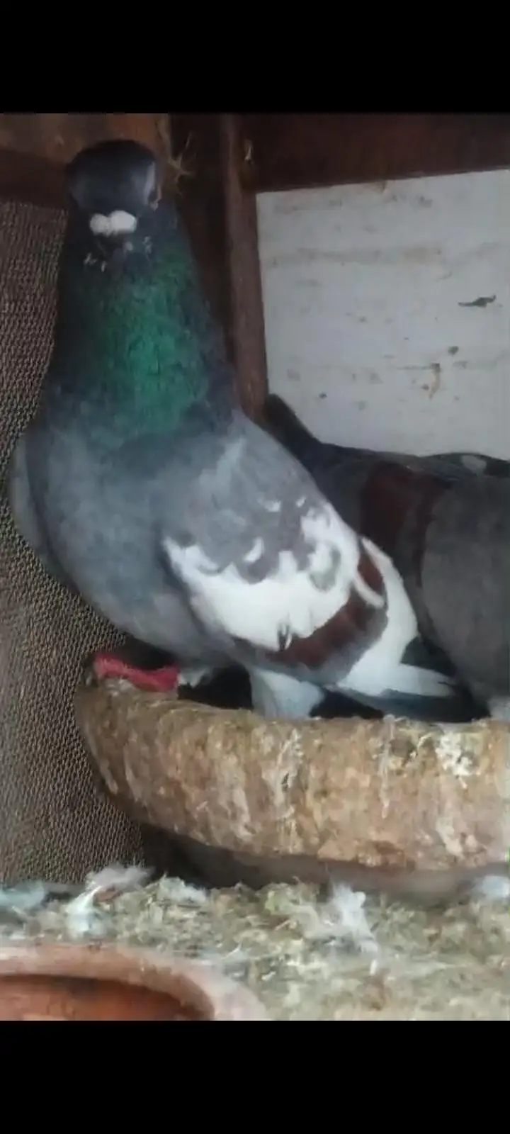 3 breeder pair for sale healthy and active — photo 10