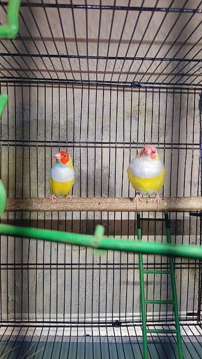 goldian finch