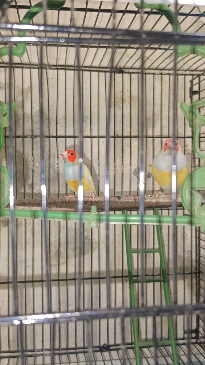 goldian finch — photo 2