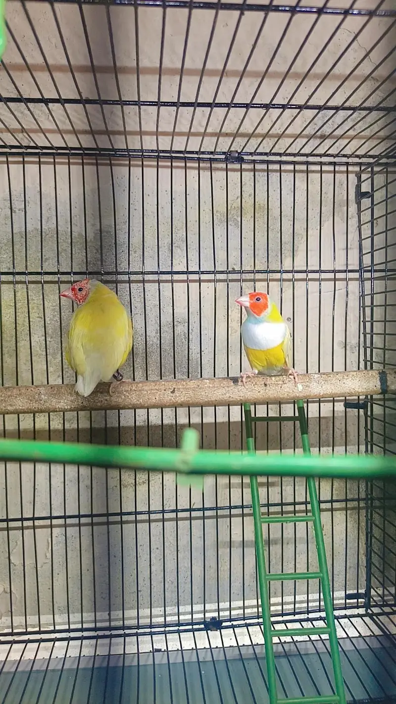 goldian finch — photo 3