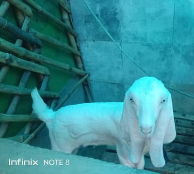 Goat (female) Bakri for sale 75k Path 45k Goat for sale in Lahlore