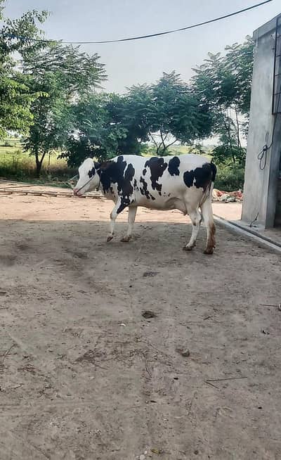 young Red Friesian cow for sale