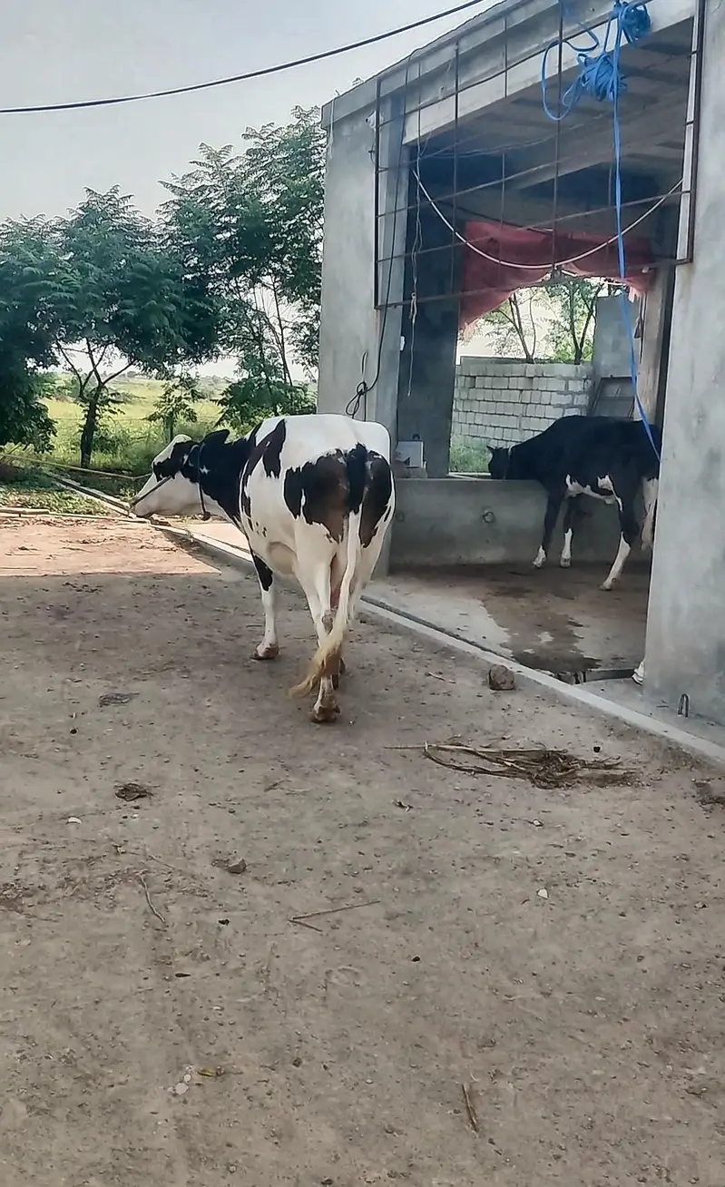 young Red Friesian cow for sale — photo 2