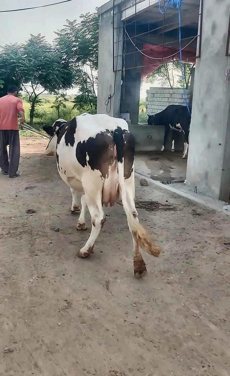 young Red Friesian cow for sale — photo 3