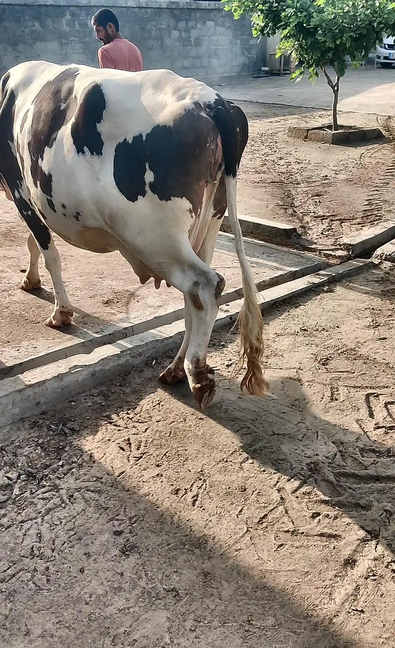 young Red Friesian cow for sale — photo 4