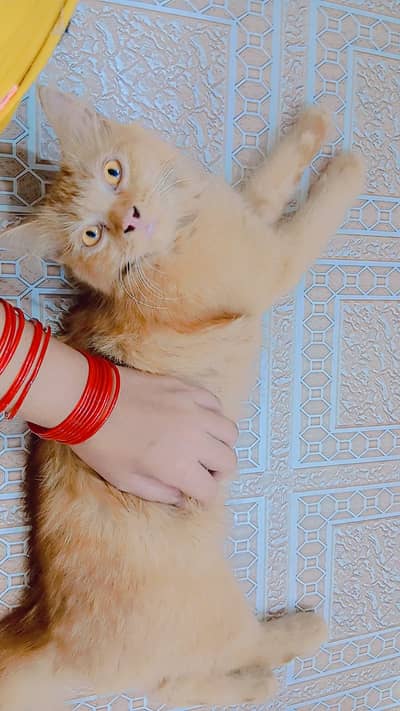  Original Persian Cat – 1 Year Old – Dark Brown