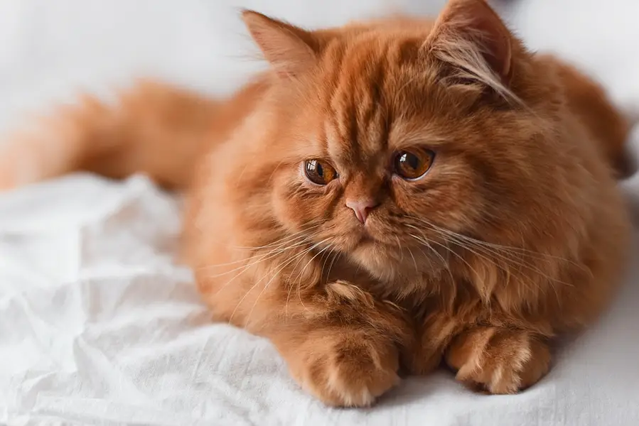  Original Persian Cat – 1 Year Old – Dark Brown — photo 2