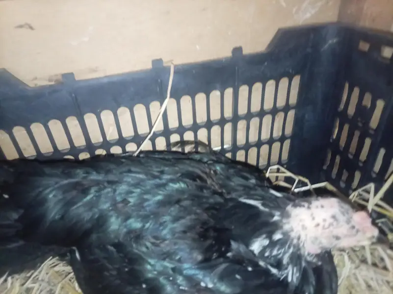 kurak aseel hen — photo 2