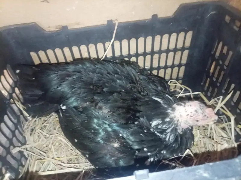 kurak aseel hen — photo 3
