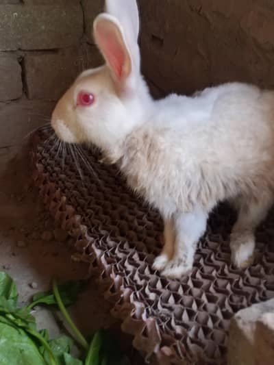 Read eyes white rabbit