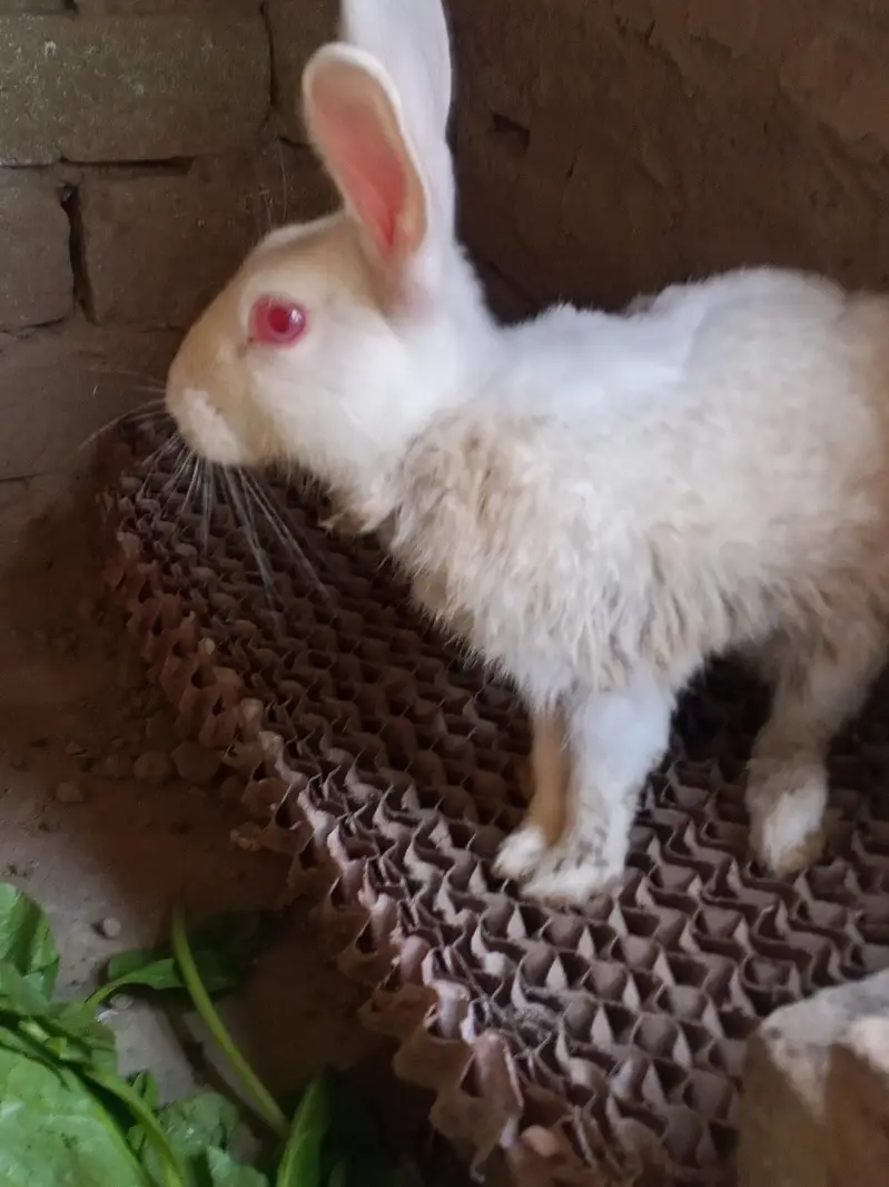 Read eyes white rabbit