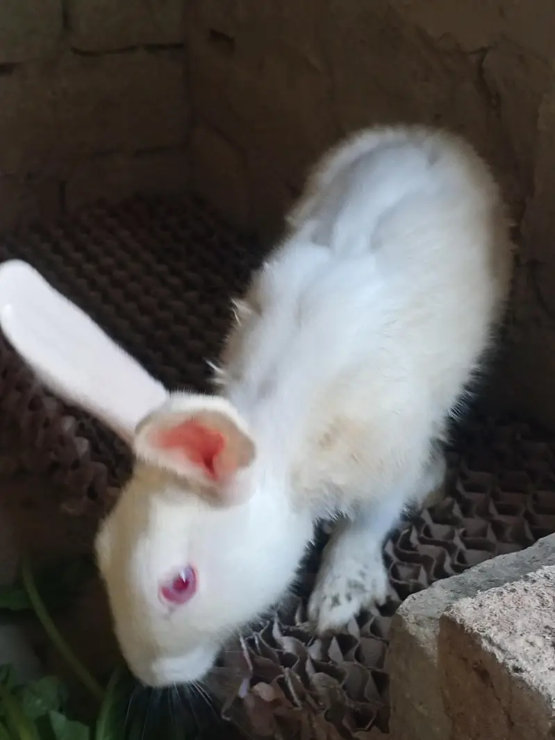 Read eyes white rabbit — photo 2