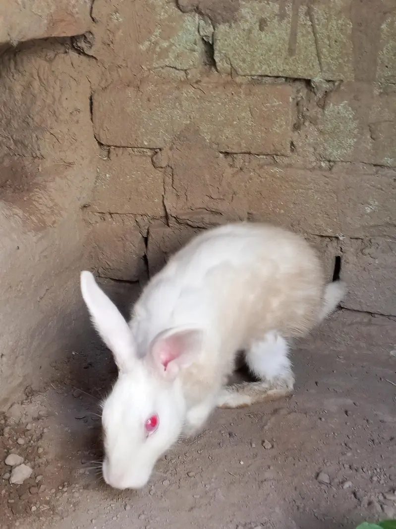 Read eyes white rabbit — photo 3