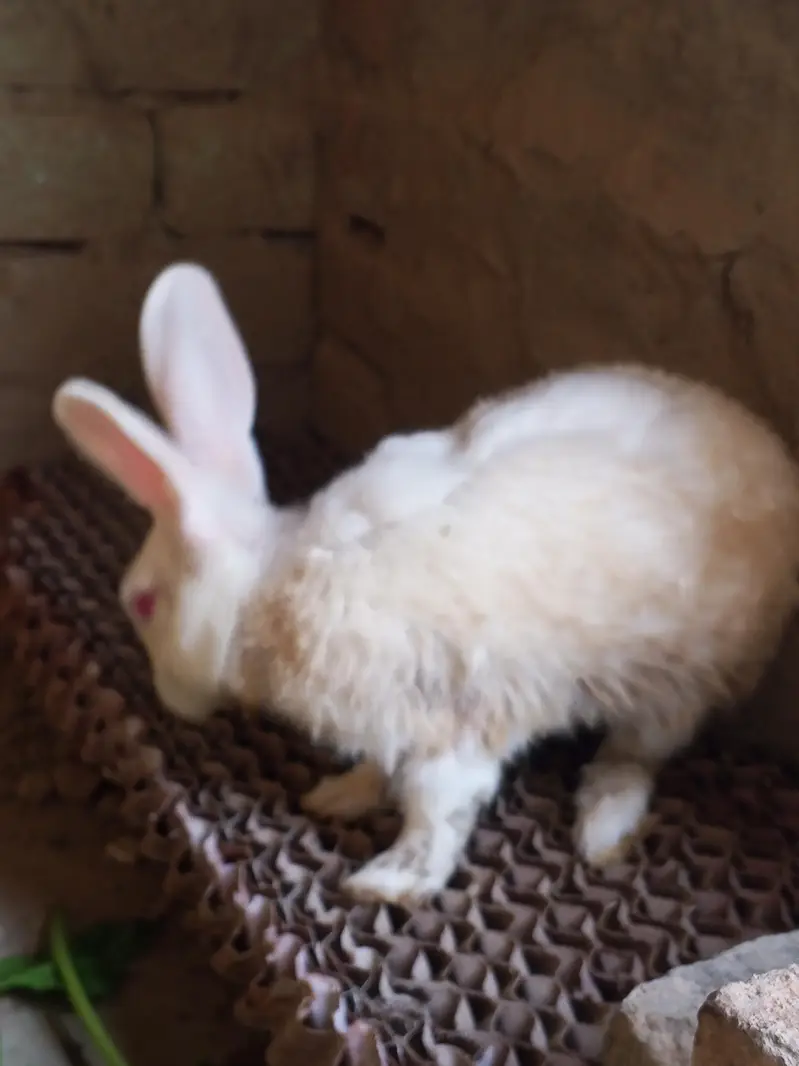 Read eyes white rabbit — photo 4