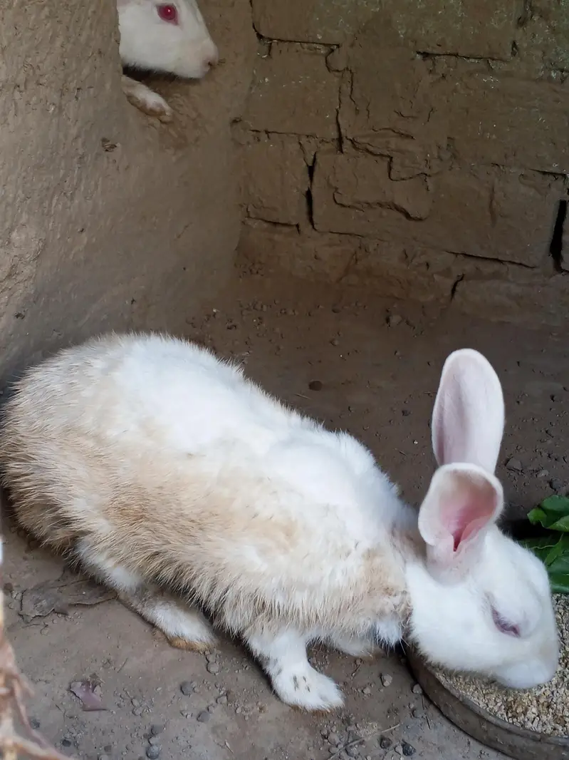 Read eyes white rabbit — photo 5