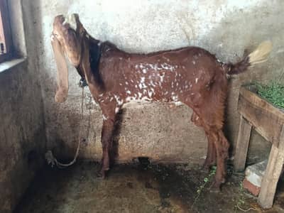 PURE MAKHI CHNA MALE