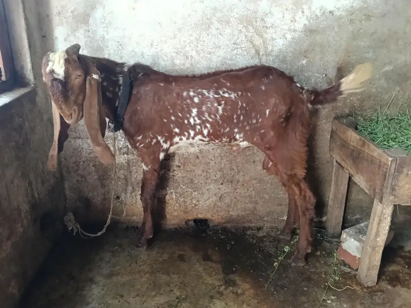 PURE MAKHI CHNA MALE — photo 2