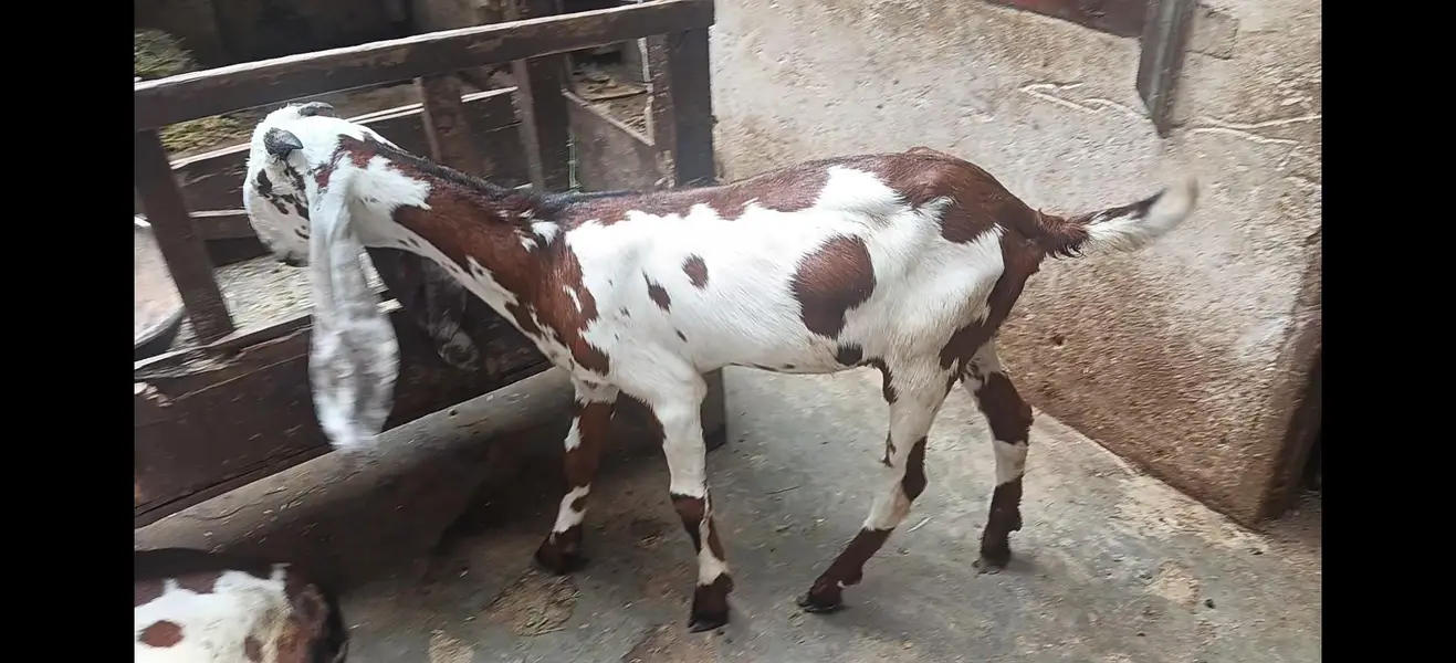 PURE MAKHI CHNA MALE — photo 4