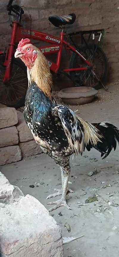 aseel Mianwali