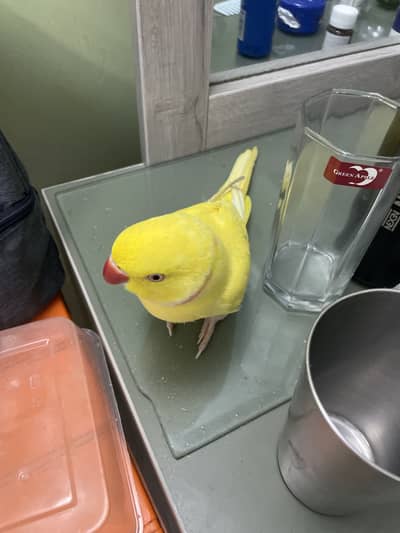 Ringneck yellow handtam  and talking