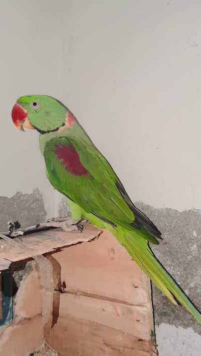 Pure kashmiri raw parrot jumbo size breeder pair