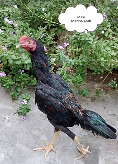 Thai Aseel