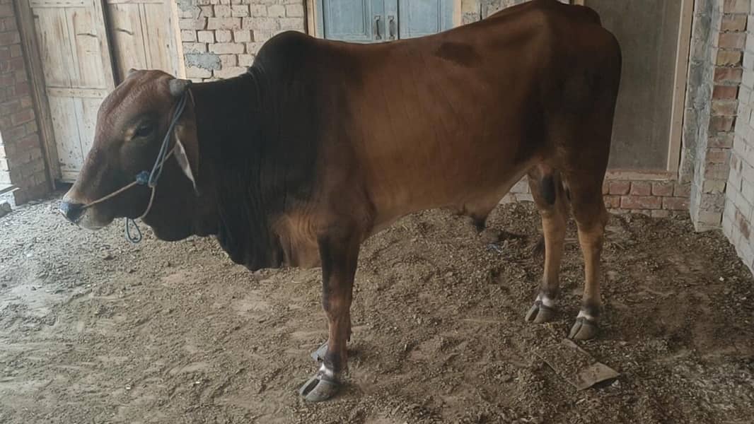 خوبصورت کھیرے دیسی بچھڑے 4