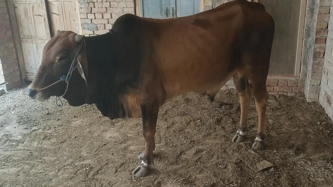 خوبصورت کھیرے دیسی بچھڑے — photo 5