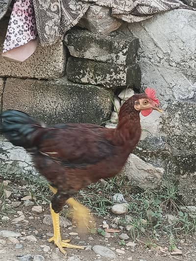 Desi Aseel Murga
