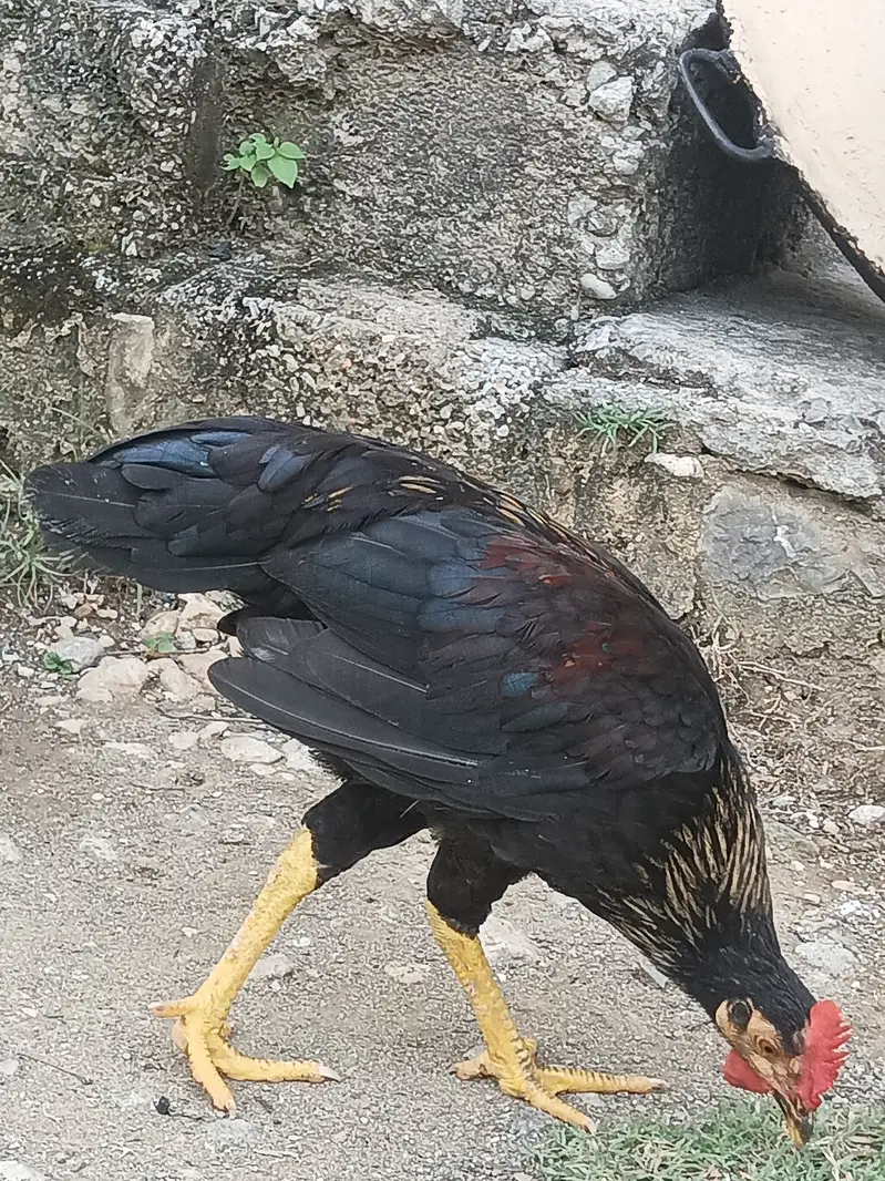 Desi Aseel Murga — photo 2
