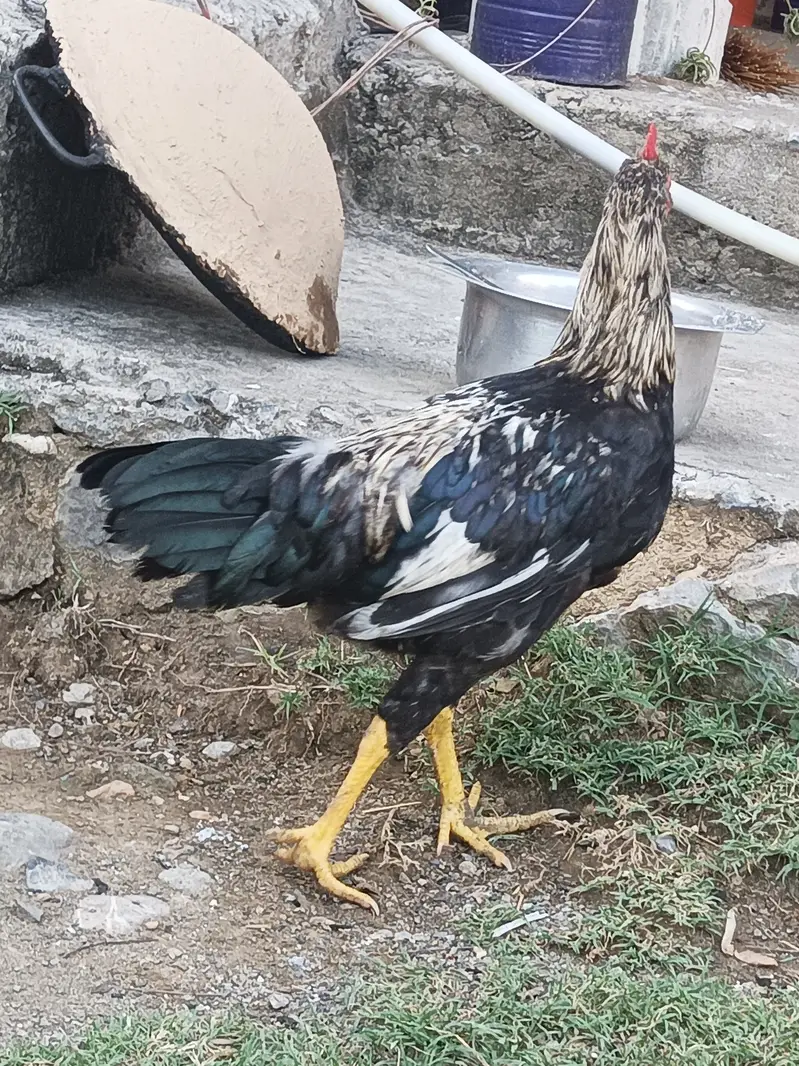 Desi Aseel Murga — photo 3