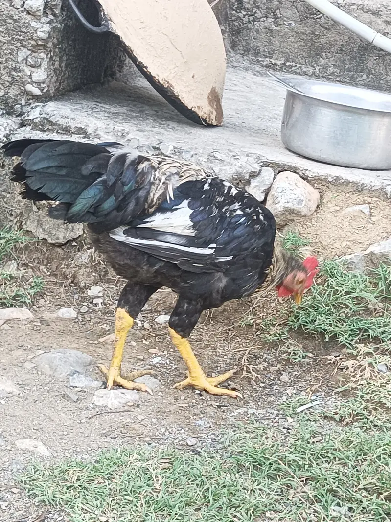 Desi Aseel Murga — photo 4