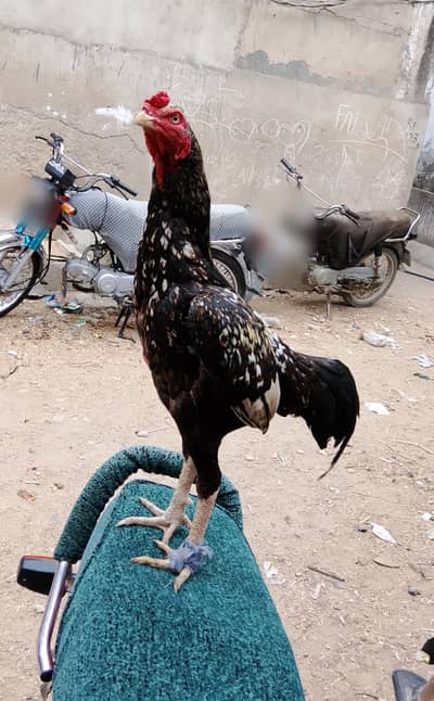 aseel madi para
