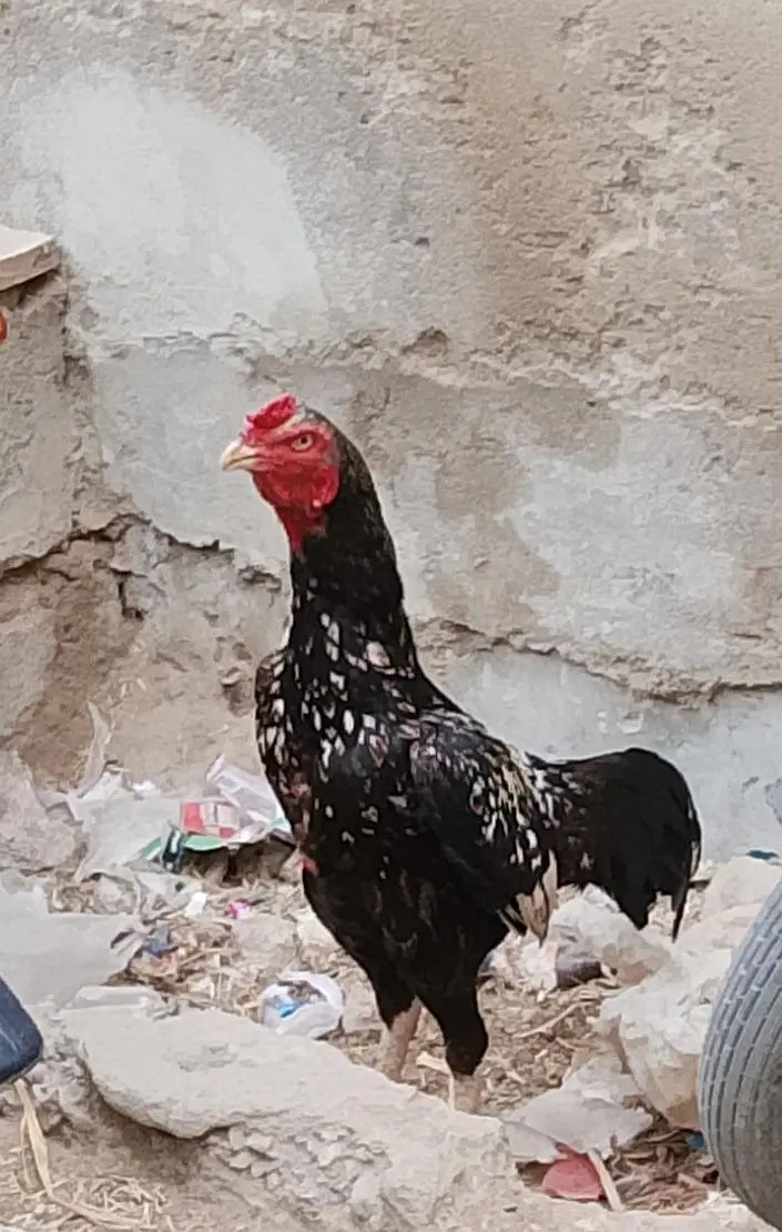 aseel madi para final price+92 317 3945106 — photo 2