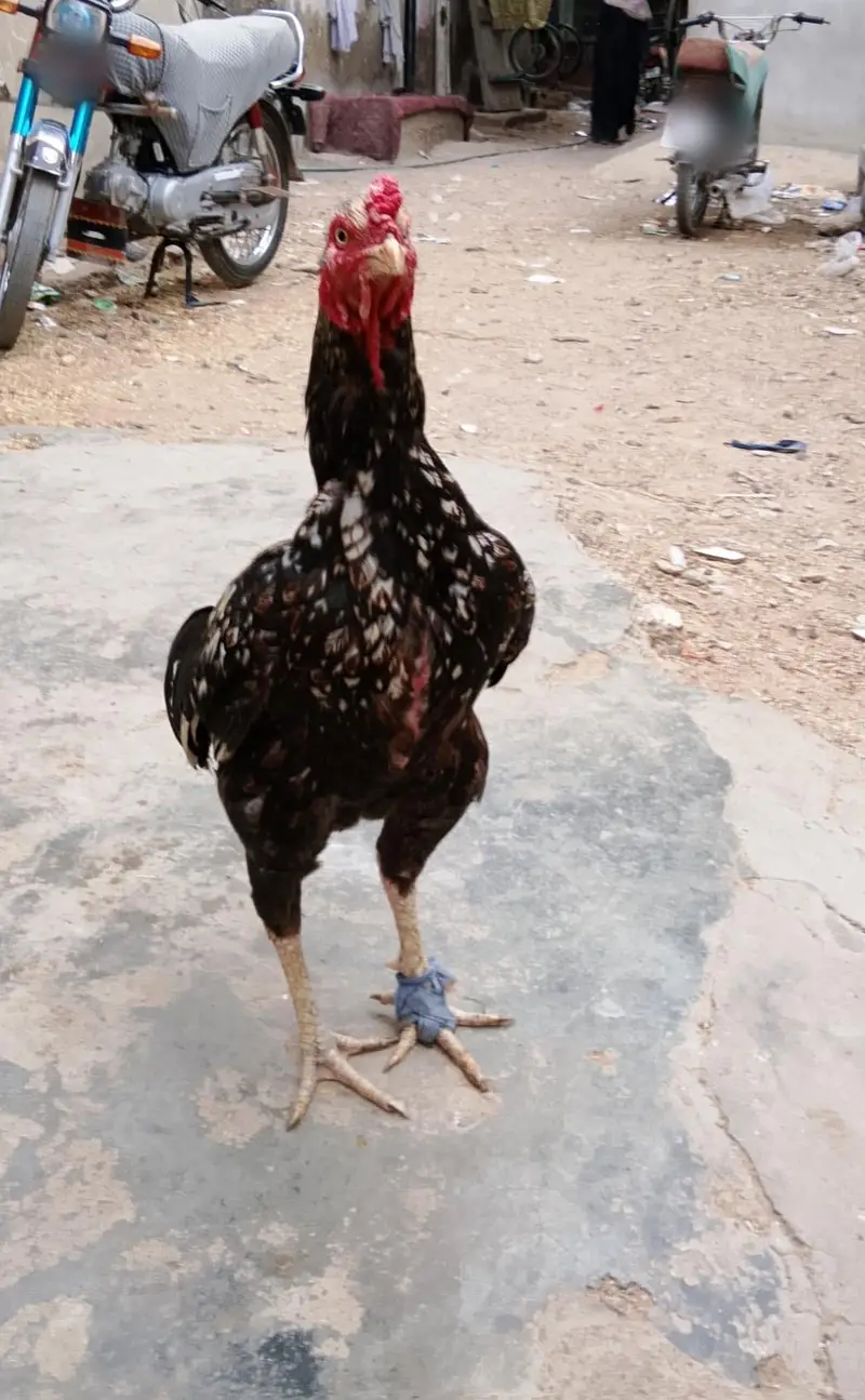 aseel madi para final price+92 317 3945106 — photo 3