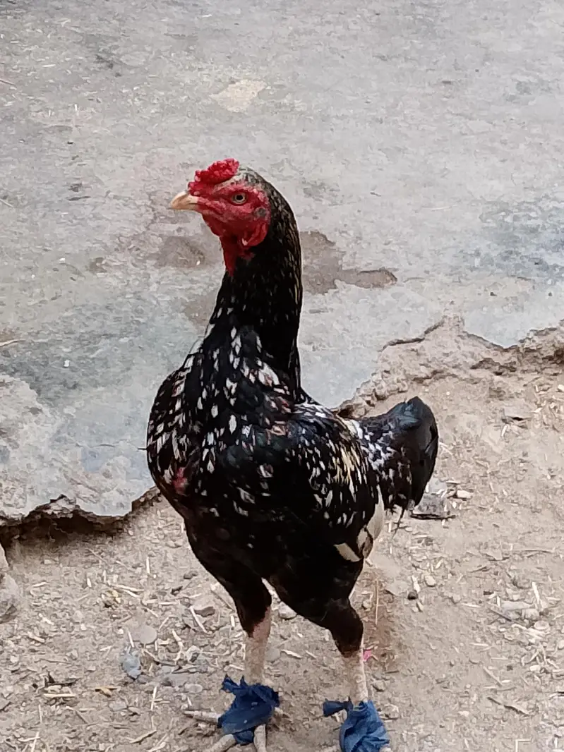 aseel madi para final price+92 317 3945106 — photo 6