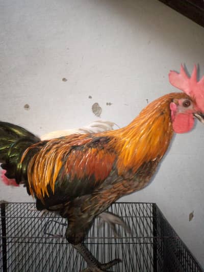 2 Healthy aur active 4 months old murghay for sale with pinjra