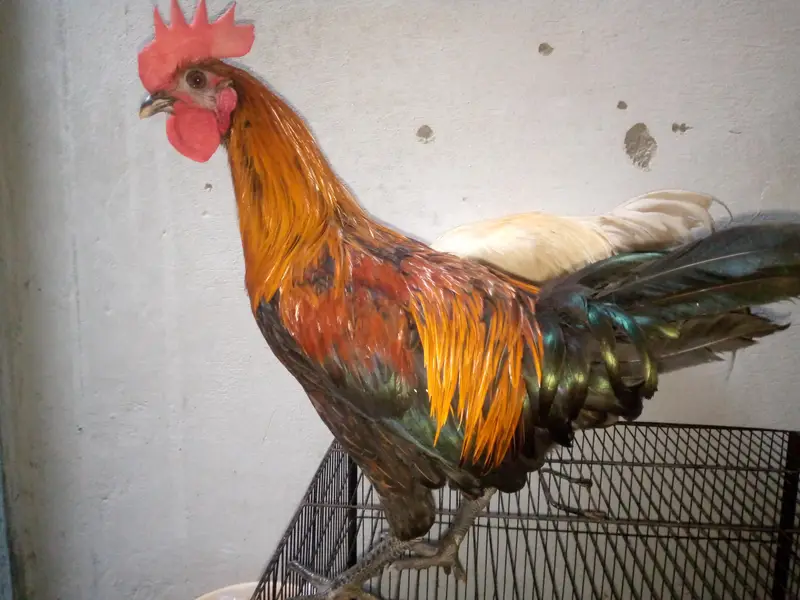2 Healthy aur active 4 months old murghay for sale with pinjra — photo 2
